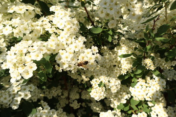 Biene sammelt Pollen auf wei&szlig;en Bl&uuml;ten