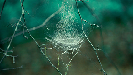 Spiderweb Bowl