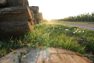 Holzstapel und Gr&auml;ser neben Weinbergen zum Sonnenuntergang
