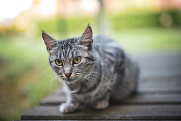 striped gray cat crouching over wooden planks in the garden. European common cat