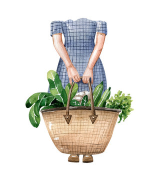 Woman with big eco bag full of green vegetables: cabbage, zucchini, salad. Gardener woman hold harvest. Watercolor illustration isolated on white background, hand drawn clipart. Human body fragment.