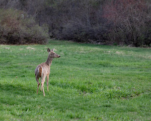 Whitetail deer