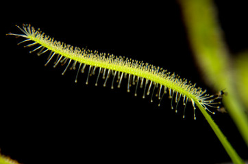 The closeup sundew leave with trichomes at black background