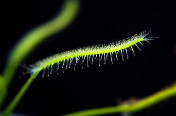 The closeup sundew leave with trichomes at black background