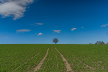 Cherry tree alone in green fresh spring field with light blue sky