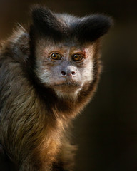 Capuchin