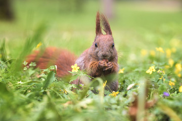 Red squirrel among flowers - wiewiórka wiosną - 342119107