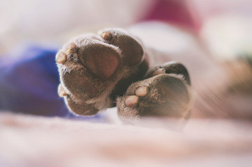 dog paws  in bed 