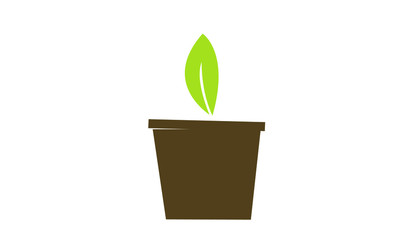 green plant in a pot