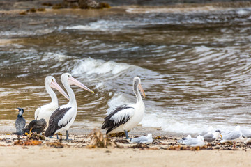 Pelican and other waterbirds at a beach in Victoria, Australia at a rainy day in summer.