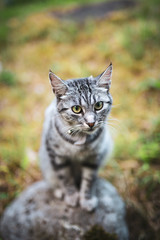 gray striped cat sitting on a stone in the garden. European common cat