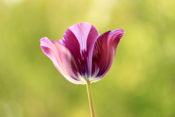 pink tulip flower