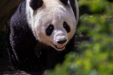 giant panda bear