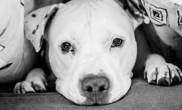 Black and  white picture of American Pitbull in bed 