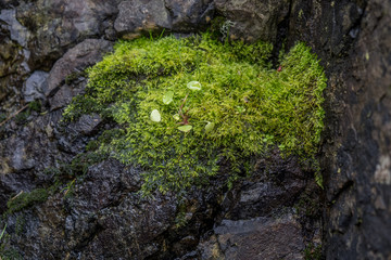 Single plant growing among moss on a rock