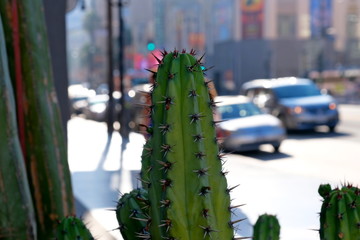 
Cacti on the streets of Los Angeles
Bright colorful background for web design.