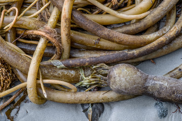 Clump of bull kelp on beach in northwest Vancouver Island British Columbia Canada near Washington State