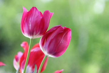 Obraz na płótnie Canvas red tulips in garden