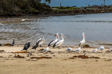 Pelican and other waterbirds at a beach in Victoria, Australia at a rainy day in summer.