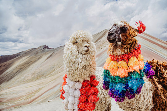 two lamas with colorfuls necklaces in color mountain