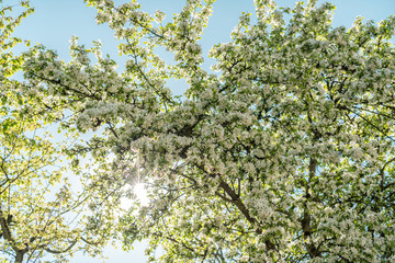 Fototapeta na wymiar Blüten Frühling Baum