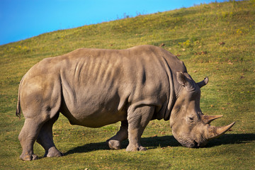 Obraz premium white rhino