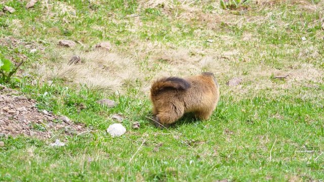 Murmeltier frei lebend auf einer Wiese im Allg&auml;u bei Hinterstein, im Fr&uuml;hling
