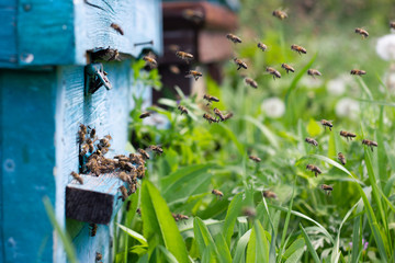 Obraz na płótnie Canvas bees return home in wooden evidence, close-up.