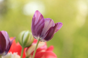 purple tulips in spring