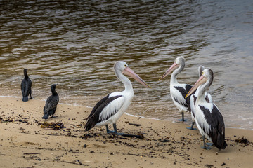 Pelican and other waterbirds at a beach in Victoria, Australia at a rainy day in summer.