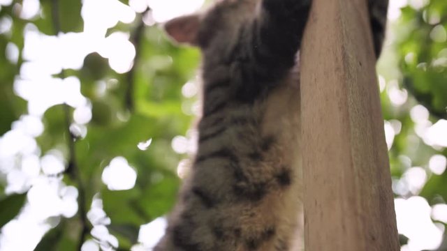 A small fluffy kitten climbs on a stick.
