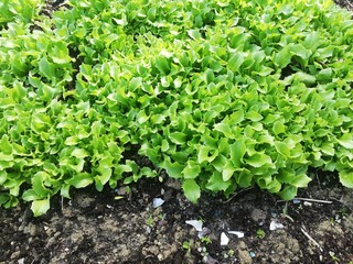 rows of lettuce