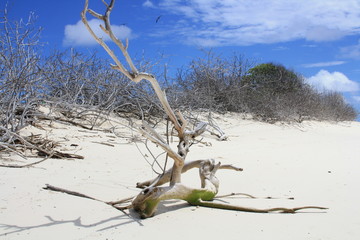dead tree on the beach