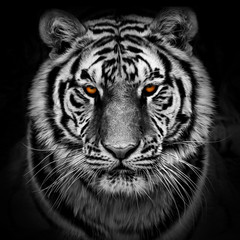 Closeup head shot of a tiger