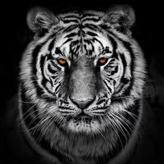 Foto op Aluminium Close-up hoofdschot van een tijger © wusuowei