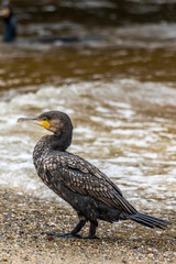 Cormorant at a beach in Victoria, Australia at a rainy day in summer.