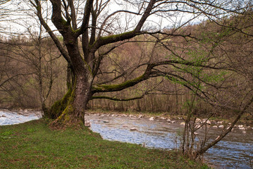 Obraz premium old tree near the river. early spring.
