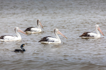 Pelican and other waterbirds at a beach in Victoria, Australia at a rainy day in summer.