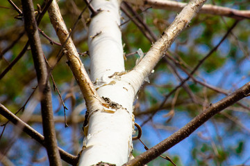 beautiful trunk of a young birch from the bottom up against the blue sky