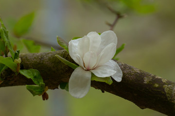 Close up of white flower of a Magnolia Tree growing out of a thick branch, Magnolia grandiflora