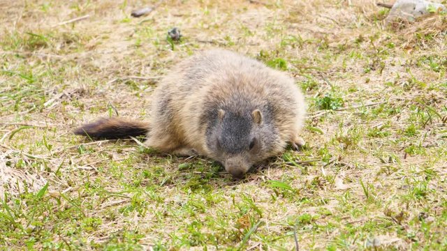 Murmeltier frei lebend auf einer Wiese im Allg&auml;u bei Hinterstein, im Fr&uuml;hling frisst Gras