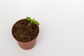 Green young sprout in a flower pot on white background with copy space. 