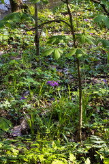 purple flowers in the woods