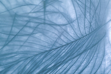 background, macro photography swan feather