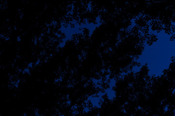 Fototapeta na wymiar Treetop In The Night Background