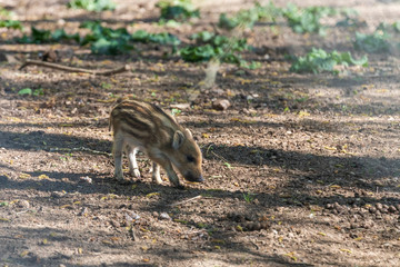 Wild boar - Sus scrofa - in the forest and by the water in its natural habitat.