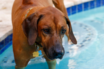 Rhodesian Ridgeback