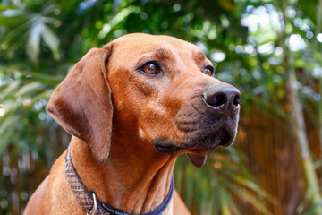 Rhodesian Ridgeback
