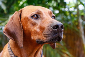 Rhodesian Ridgeback