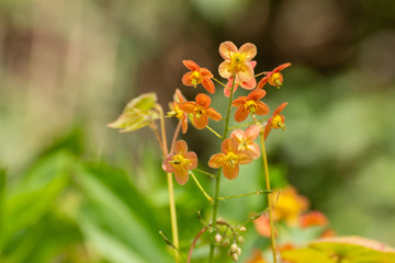 Closeup of a orange barrenwort flower, Epimedium warleyense or Warley Elfenblume